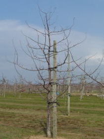 4月のりんごの木