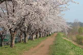 早朝の桜堤み
