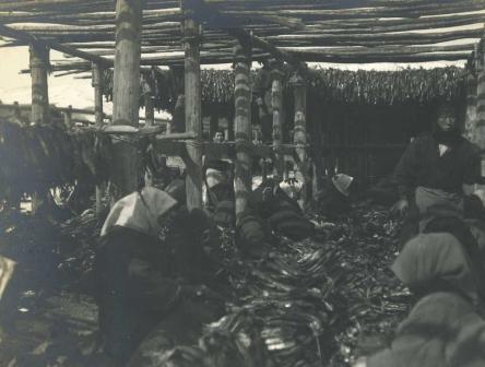 写真:身欠の製造(大正時代　奥寺漁場)